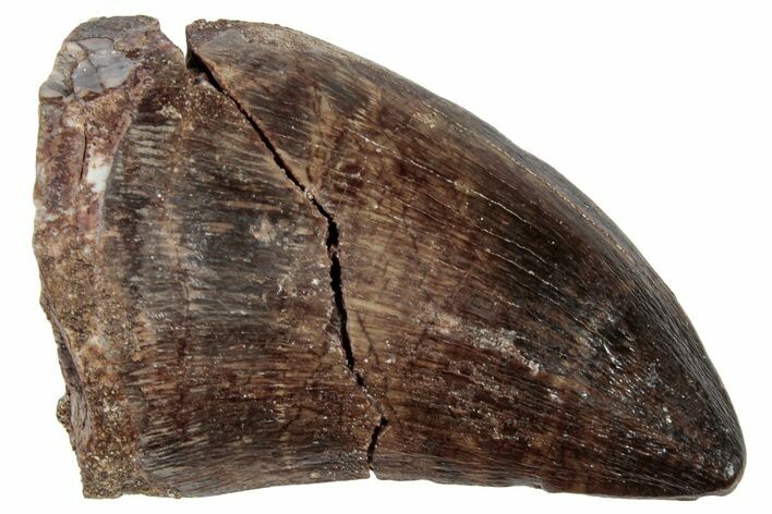 Bargain Fossil Mosasaur (Prognathodon) Tooth - Morocco #249838